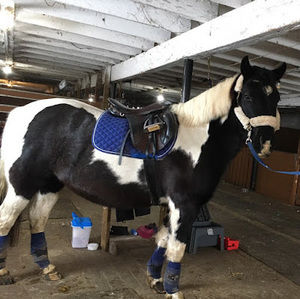 Meet your Posher, Sophie